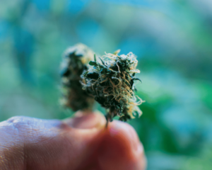 How to Choose the Right Cannabis Strain for You