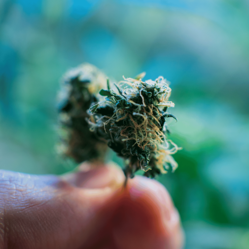 How to Choose the Right Cannabis Strain for You